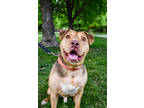 Adopt Birch a Brown/Chocolate American Pit Bull Terrier / Mixed dog in Yakima