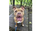 Adopt Queso a Brown/Chocolate Mixed Breed (Large) / Mixed dog in Baltimore