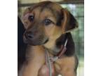 Adopt Mel a Brown/Chocolate Mixed Breed (Medium) / Mixed dog in Madison