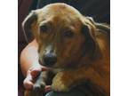 Adopt Bella a Brown/Chocolate Mixed Breed (Medium) / Mixed dog in Madison