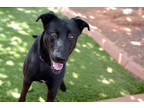 Adopt Frank a Black Mixed Breed (Large) / Mixed dog in Sedona, AZ (41311482)