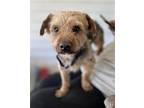 Ozzy Yorkie, Yorkshire Terrier Adult Male