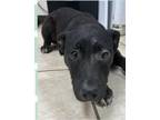 Adopt Tyler a Black Labrador Retriever / Mixed dog in Zebulon, NC (41384846)