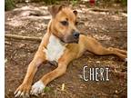 Adopt Cheri - a Tan/Yellow/Fawn Boxer / Mixed dog in RIDGELAND, SC (40072115)