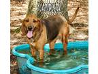 Adopt Kamila ++ a Tan/Yellow/Fawn Hound (Unknown Type) / Mixed dog in RIDGELAND
