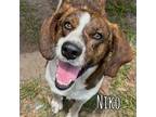 Adopt Niko a Brindle Hound (Unknown Type) / Mixed dog in RIDGELAND
