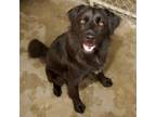 Adopt Onyx - a Black Flat-Coated Retriever / Mixed dog in RIDGELAND