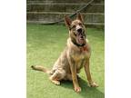 Adopt Talon a Tan/Yellow/Fawn German Shepherd Dog / Mixed dog in Cleveland