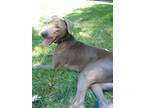 Adopt Diesel a Gray/Silver/Salt & Pepper - with White Doberman Pinscher / Mixed