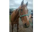 Adopt Tilly a Chestnut/Sorrel Quarterhorse / Mixed horse in Cincinnati