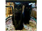 Adopt Pippa a All Black Bombay (short coat) cat in Upland, CA (39782635)
