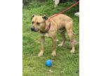 Adopt Alfredo a Labrador Retriever / Mixed dog in Darlington, SC (41384755)