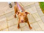 Adopt Jasper a Brown/Chocolate Mixed Breed (Medium) / Mixed dog in Lynnwood