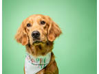 Adopt Doyle a Red/Golden/Orange/Chestnut Golden Retriever / Mixed dog in