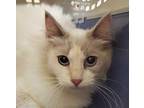 Adopt Zara a Cream or Ivory Domestic Longhair / Domestic Shorthair / Mixed cat