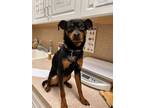 Adopt Riley a Black Miniature Pinscher / Mixed dog in Burlington, WA (41384790)