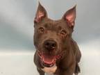 Adopt Mercedes a Gray/Blue/Silver/Salt & Pepper American Pit Bull Terrier /