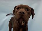 Adopt Roscoe a Black American Pit Bull Terrier / Mixed Breed (Medium) / Mixed