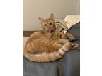 Adopt Bilbo a Orange or Red Tabby Domestic Shorthair / Mixed (short coat) cat in
