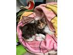 Adopt Junipurr a Tortoiseshell Domestic Longhair / Mixed (long coat) cat in