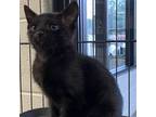 Adopt King a Domestic Shorthair / Mixed cat in Rocky Mount, VA (39113053)