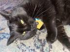 Adopt Jazzelle a All Black Bombay / Mixed (short coat) cat in La Plata