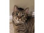 Adopt Willow a Brown Tabby Domestic Shorthair (short coat) cat in Sykesville