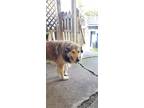 Adopt Milo a Tan/Yellow/Fawn - with Black Great Pyrenees / Collie / Mixed dog in