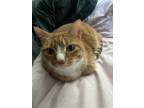 Adopt reggie a Orange or Red American Shorthair / Mixed (short coat) cat in