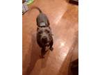 Adopt Hanni a Gray/Blue/Silver/Salt & Pepper American Pit Bull Terrier / Mixed