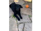 Adopt Luna a Black Labrador Retriever / Mixed dog in Benbrook, TX (41384674)