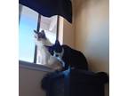 Adopt Dinah and Figaro a Calico or Dilute Calico Domestic Longhair / Mixed (long
