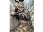 Adopt Norman a Spotted Tabby/Leopard Spotted Domestic Shorthair / Mixed (short