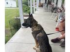 Adopt Yadi a Brindle German Shepherd Dog / Mixed dog in Maysville, KY (40898157)