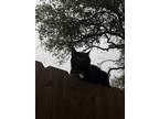 Adopt Oliver a Black (Mostly) Domestic Shorthair / Mixed (short coat) cat in San