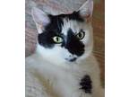 Adopt Mooki a Black & White or Tuxedo Domestic Shorthair / Mixed (short coat)