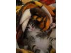 Adopt KaRi a Black & White or Tuxedo Tabby / Mixed (short coat) cat in Flushing