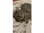 Adopt Roxy a Gray, Blue or Silver Tabby Tabby / Mixed (short coat) cat in