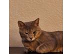 Adopt Smoky a Brown Tabby Tabby / Mixed (medium coat) cat in Mesa, AZ (41384632)