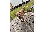 Adopt Bella a Tan/Yellow/Fawn Labrador Retriever / Mutt / Mixed dog in Villa