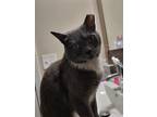 Adopt Melody a Gray or Blue (Mostly) American Shorthair / Mixed (short coat) cat