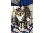 Adopt Cassie a Brown Tabby Tabby (short coat) cat in Lompoc, CA (41384522)