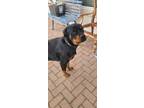 Adopt Rocko a Black - with Tan, Yellow or Fawn Doberman Pinscher / Rottweiler /