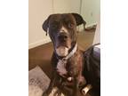 Adopt Camo a Brindle - with White American Pit Bull Terrier / Labrador Retriever