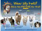 Adopt More Mature & Senior Cats (male & female) 2 pages a Domestic Shorthair /