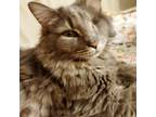 Adopt Ashton a Gray or Blue Domestic Longhair / Mixed (long coat) cat in