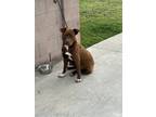 Adopt RIP a Brown/Chocolate Labrador Retriever / Mixed dog in Norwalk