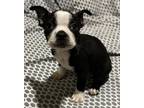 Adopt Kili a Black - with White Boston Terrier / Mixed dog in Freehold