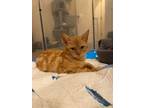 Adopt Nugget a Orange or Red Tabby Domestic Shorthair (short coat) cat in Sugar