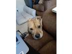 Adopt Nina a Tan/Yellow/Fawn Staffordshire Bull Terrier / Mixed dog in Powhatan